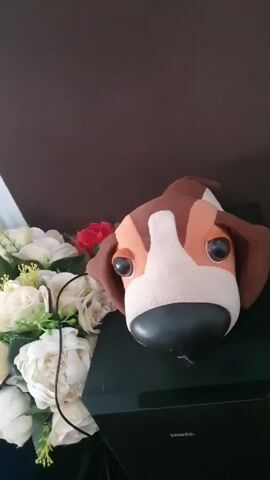 The camera is stationary, capturing a close-up shot of a still life arrangement. The primary focus is on a plush dog head, seemingly resting on a black surface, possibly an electronic device labeled "Samsung." The plush toy is brown, white, and tan with large, round eyes and a black nose. To the left of the dog head, there is a bouquet of artificial flowers, mostly white roses with some greenery and a single red rose. The background consists of two wall colors: a light blue-grey at the top left and a dark brown on the right. A thin black wire is visible next to the flowers, adding to the scene's clutter. The overall lighting appears to be somewhat dim, giving the image a slightly muted tone.