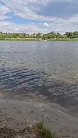 A calm, wide body of water dominates the frame, with a sandy shore in the foreground. The water has gentle ripples, reflecting the sky above. In the distance, a line of small, orange buoys marks an area on the water. Beyond the water, a lush green treeline separates it from a small town with houses and buildings. The sky is partly cloudy, with a mix of white and gray clouds against a blue background, suggesting it's daytime with fair weather. A flock of ducks, led by an adult, are swimming in a line across the water, moving from left to right in the frame. The overall scene is peaceful and natural, likely a lake or river on a pleasant day in Belaya Kalitva, Russia. There is no visible text in the media.