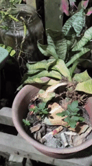 Cats, kittens, and houseplants at a Samarinda home after dark