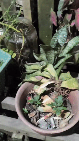 Cats, kittens, and houseplants at a Samarinda home after dark