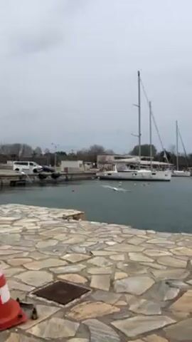Here is a description of the video:

The video depicts a harbor with several sailboats docked. The water is slightly choppy, and several seagulls are flying nearby. The foreground is a stone walkway. The sky is overcast, suggesting a cloudy day. There are some buildings and trees visible in the background.