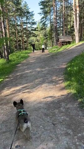 The video shows a person walking a brindle French bulldog on a leash along a dirt path through a park or forest. The dog is walking away from the camera towards two other people walking further ahead on the path. The person on the left waves their arms in the air. To the right of the path is a small wooden structure, possibly a gazebo. The environment is a sunny day with tall trees lining the path.