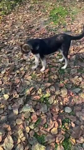A small, young dog with dark fur on its back and white fur on its legs and underside stands on a ground covered in dry, brown leaves. Sunlight shines through the trees. The dog is looking down.