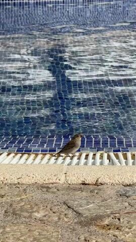 A small brown bird stands on the edge of a tiled swimming pool. The bird is facing to the right, with its body angled slightly towards the camera. The water in the pool is blue and appears rippled, with reflections on its surface. The edge of the pool is made of light-colored stone, and a white grate runs along the edge, over which the bird is perched. The ground in front of the pool is covered in small stones and dry leaves. The overall scene is bright and sunny.