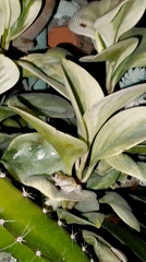 Small frog spotted resting on plant leaf in Venezuela