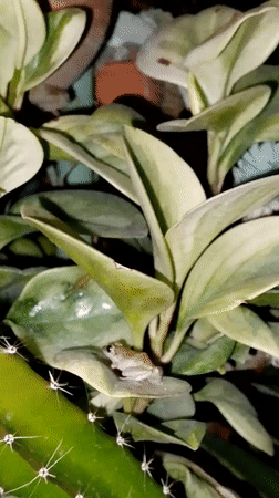 Small frog spotted resting on plant leaf in Venezuela