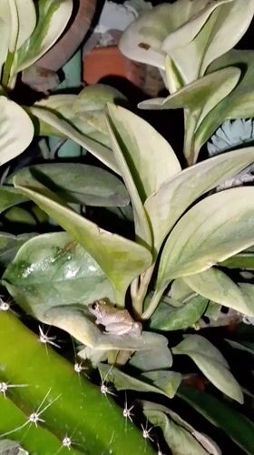 Small frog spotted resting on plant leaf in Venezuela