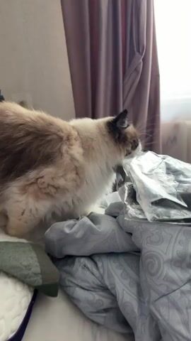 A fluffy cat with beige and white fur and dark brown ears is on a bed. The cat is sniffing and pawing at a plastic bag. The bed is covered with a patterned duvet. Behind the cat, a pink curtain is visible.