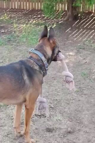 A German Shepherd dog stands in an outdoor area with dirt and grass. The dog is wearing a collar and is holding a rope toy with knotted ends in its mouth. The dog turns its head to the side, then towards the camera, with the toy still in its mouth.
