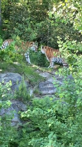 Two tigers are positioned on a rocky, grassy incline surrounded by dense green foliage. One tiger is initially standing while the other is sitting facing it. The standing tiger then approaches the sitting tiger and both engage in a playful interaction, standing on their hind legs briefly and batting at each other with their front paws. The interaction continues with them sitting and swatting at each other.