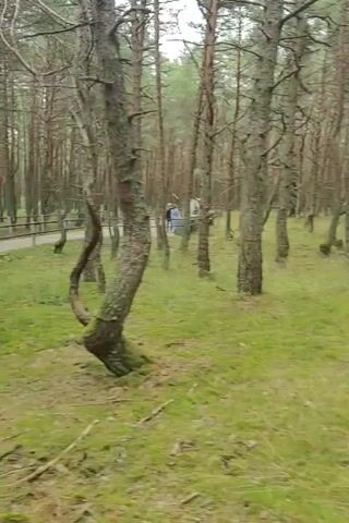 The video pans across a forest path lined with mossy trees. In the background, a group of people are visible walking along the path. The ground is covered in grass and fallen leaves. The overall atmosphere is peaceful and natural.