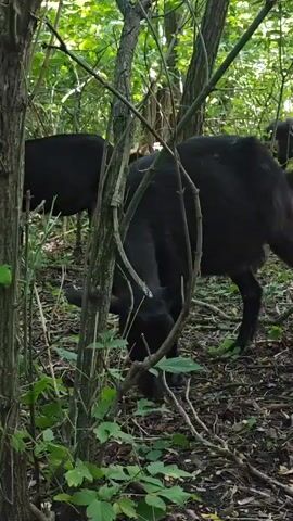 A black goat is shown from the side, bending its head to eat grass. Several other goats, some black and some white, are visible in the background among trees and foliage. The scene takes place in a wooded area with dense undergrowth and fallen leaves on the ground.