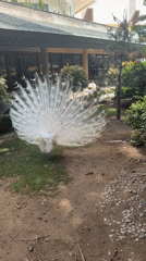 White peacock displays, Yorkshire terrier rests in Sofia courtyard