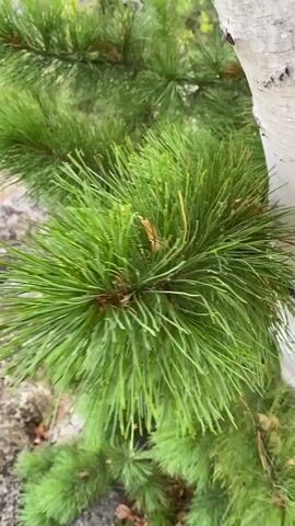 A close-up shot of a pine tree branch with bright green needles, some appearing slightly wet, suggests it may have rained recently. The needles are long and slender, clustered together. A small, brown, dried leaf or needle is visible among the green ones. To the right, the white, textured bark of a birch tree trunk is partially visible. In the background, out of focus, are hints of more pine branches and a grey, rocky surface, possibly a path or ground cover. The lighting is soft and diffused, indicating an overcast day or shaded area. The overall impression is one of natural, serene beauty.