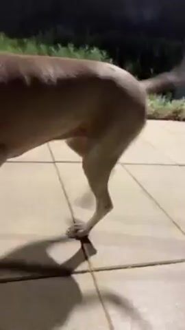 A dog with short, gray fur stands on a patio paved with square tiles. The dog's head is visible, showing its ears, eyes, nose, and open mouth with teeth visible. The dog looks to its left, and then briefly faces the camera. Behind the patio there are green bushes and a dark building with lights. The camera briefly focuses on the dog's back before it moves out of frame.