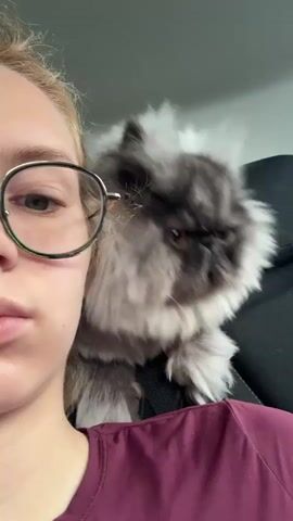 A close-up video shows a person wearing glasses and a maroon shirt. A fluffy Persian cat with gray and white fur is positioned behind the person's head. The cat's face is visible in the first frame, and in the subsequent frames, it moves its head rapidly, creating a blurry effect as its fur swings across the screen. The background appears to be the interior of a vehicle.