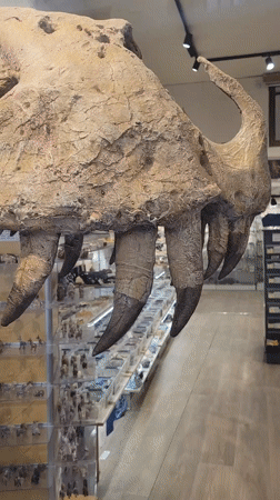 Stone lion sculpture and movie props displayed in Lyon