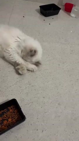 A fluffy white cat is lying on a tiled floor. It is near a black food bowl filled with kibble. In the background, there are other containers on the floor, including a black one and a red one. The cat rolls around on the floor and appears to be playing or grooming itself.