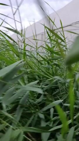 A first-person perspective video shows a dense patch of tall, green grass or reeds. The camera moves low to the ground, weaving through the vegetation. In the background, a white, translucent structure, possibly a greenhouse or a covered farm, is visible under an overcast sky. The wind appears to be blowing, causing the plants to sway. The overall environment seems to be an outdoor agricultural setting. There are no people or animals visible in the video.
