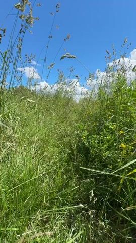 The video shows a low-angle view of a narrow path through a field of tall green grass under a bright blue sky with scattered white clouds. The grass is dense and varies in height, with some taller stalks bearing seed heads reaching towards the sky. Small yellow wildflowers are visible interspersed within the greenery. The camera moves forward along the path, causing the grass to sway and brush against the lens. The overall impression is one of a walk through a natural, overgrown meadow on a sunny day.