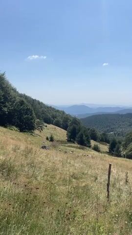 A sweeping panoramic video captures a lush, mountainous landscape under a clear blue sky. In the foreground, a grassy slope is dotted with rocks and sparsely populated by tall green trees. The middle ground features a dense forest of evergreen trees covering the rolling hills. In the background, multiple layers of distant mountains fade into a hazy blue, creating a sense of depth and vastness. The sun is bright, casting clear light on the scene, and there are no people or animals visible.