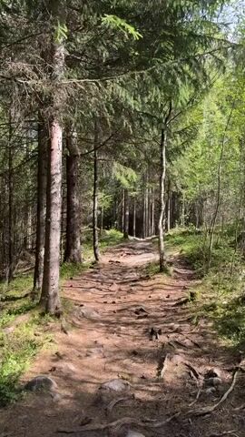 The video displays a straight, dirt path winding through a dense forest, with tall trees lining both sides. The path is covered with exposed tree roots and fallen leaves, and dappled sunlight filters through the forest canopy, creating shadows on the ground. The trees appear to be mostly evergreens, with some interspersed birch trees. The environment is peaceful and quiet, suggesting a secluded natural setting.
