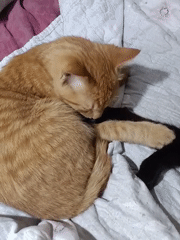 Orange and black cats napping together in Almaty
