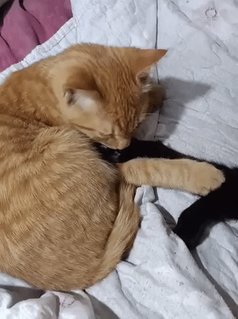Orange and black cats napping together in Almaty