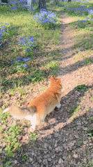 Morning forest walk with corgi documented in Novosibirsk