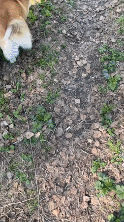Morning forest walk with corgi documented in Novosibirsk