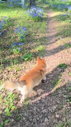 Morning forest walk with corgi documented in Novosibirsk