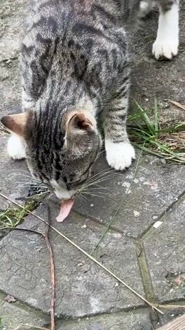 A tabby cat is shown from a top-down perspective, with its head lowered to the ground. The cat's face is partially obscured as it appears to be sniffing or licking something on a textured gray surface, possibly concrete pavers. The cat has white paws and a white chest. Its fur is a mix of gray and black stripes. Green foliage and a thin brown twig are visible on the ground around the cat. A portion of a white paw belonging to another animal is visible in the upper right corner of the frame. The lighting suggests an outdoor setting.