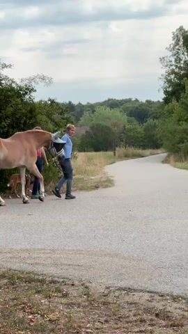 A group of people walk horses and a dog down a paved road lined with trees and foliage. The sky is overcast. The people are dressed in casual clothing. One person is holding a light-colored horse by a halter. Another person walks behind them, also leading a light-colored horse. A small dog on a leash walks between the two horses. Another person, dressed in darker clothing, leads a black horse on the left side of the road. The people and horses are moving from left to right in the frame.