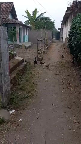 The video shows a narrow dirt path in a rural village. A wooden fence made of bamboo runs along the left side of the path. Several chickens are seen walking and pecking on the ground. On the left side of the path, there are two houses with simple architecture. The house closer to the camera has a green and white facade. The house further away has a tiled roof. On the right side of the path, there is a white building with some greenery. The sky is overcast, suggesting it might be early morning or late afternoon. The overall atmosphere is peaceful and rural.