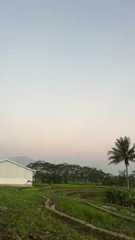 This is a vertical, first-person perspective video of a rice paddy field at dusk. The camera pans slowly to the right, capturing the landscape. In the foreground, there are terraced rice paddies with water. A single palm tree is visible on the right side of the frame. In the mid-ground, there are more rice paddies, a line of trees, and in the distance, mountains. On the far left, a white building is partially visible. The sky is a pale blue with hints of pink and orange, indicating the sun is setting. There are no people or animals visible in the video.