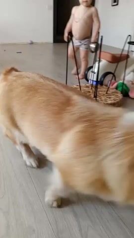 A light-colored corgi dog with tan and white markings walks from left to right across a light-colored wooden floor. In the background, a child's toy, resembling a scooter with a basket and stuffed animals, is visible. A white ball rests on the floor near the toy. The dog turns and sniffs at the stuffed animals.