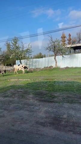 The video shows a small herd of cows walking on grass along a road. The cows are brown, black, and white. In the background is a corrugated metal fence, flowering trees, and what appears to be a building under construction. The sky is blue with some clouds, and there are power lines overhead. The road appears to be gravel. The video seems to be taken from a moving vehicle.