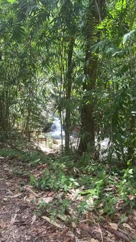 A jungle scene with lush green foliage and trees, a waterfall cascading in the background. Several people are visible in the water, appearing to be swimming or relaxing. The ground is covered with fallen leaves and plants. There are also some wooden signs visible on the left side of the path. The overall impression is a natural and tranquil environment.
