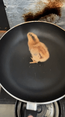 Baby chick photographed in kitchen setting during Sunday morning