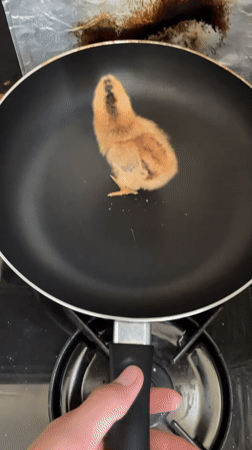 Baby chick photographed in kitchen setting during Sunday morning
