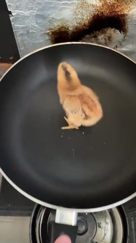 Baby chick photographed in kitchen setting during Sunday morning