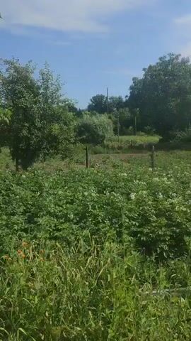 The video shows a view of an outdoor scene on a sunny day with a blue sky and some clouds. In the foreground, there is lush green vegetation, including tall grass and leafy plants, possibly a garden. Scattered among the green plants are a few small orange flowers. Behind the foreground vegetation, there are several trees of varying sizes, with green leaves. The trees are spread out, and some appear to be planted in rows, suggesting an orchard or a cultivated area. In the background, there is more greenery and trees, and the landscape appears somewhat rural or semi-rural. There are also a few thin dark poles scattered throughout the scene, possibly fence posts. The overall impression is of a vibrant and natural outdoor environment.