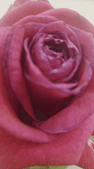 Dark pink rose captured in close-up video in Gyumri