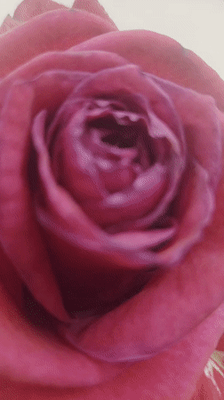 Dark pink rose captured in close-up video in Gyumri