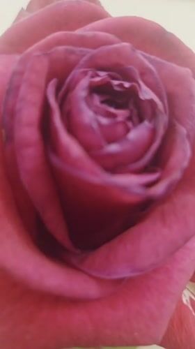 Dark pink rose captured in close-up video in Gyumri