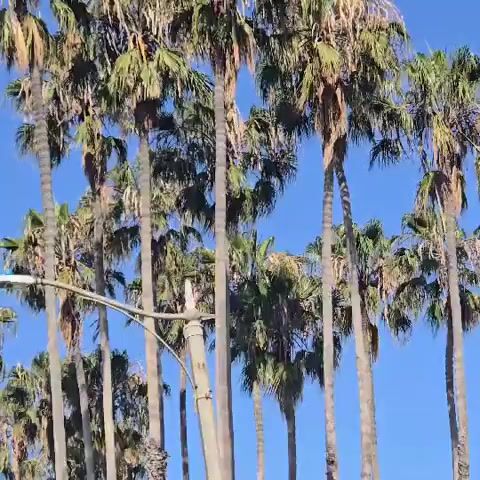 The camera points upward at a multitude of palm trees set against a bright blue sky, creating a strong contrast. As the camera moves, a street light comes into view with a seagull perched atop it. The overall ambiance suggests a sunny, tropical location.