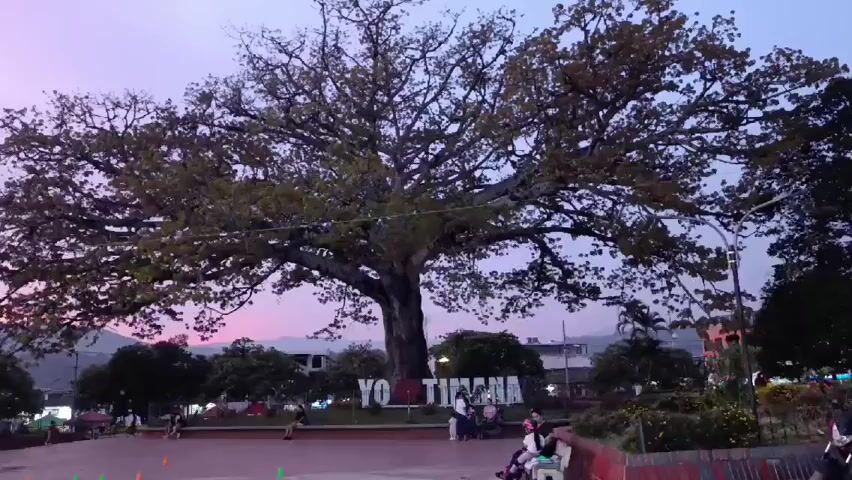 The camera pans up from a ground-level shot of a large tree, a sign that says “YO TIMANA”, and some people sitting on a ledge to a view of the sky at dusk, with light pink clouds. In the foreground, small green and orange cones are placed on the ground. In the background, there are buildings and mountains.
