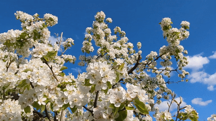 Spring blooms and outdoor dining captured in Razgrad, Bulgaria