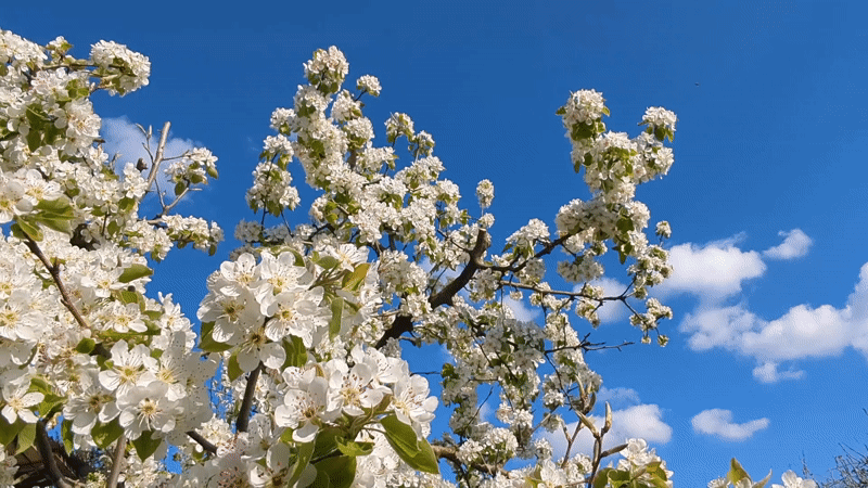 Spring blooms and outdoor dining captured in Razgrad, Bulgaria
