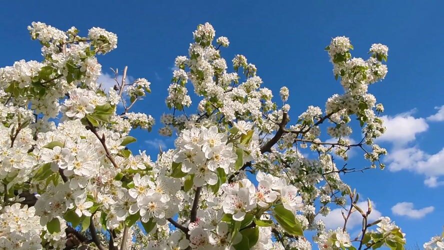Spring blooms and outdoor dining captured in Razgrad, Bulgaria